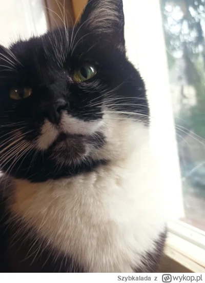 Szybkalada - @BasTajpan