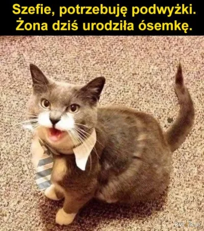 dotankowany_noca - #memy 
#heheszki
#humorobrazkowy
#koty