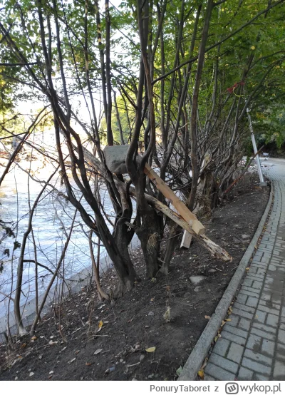 PonuryTaboret - Jakie to drzewo? Wydaje mi się że grab kamienisty, ale pewności nie m...