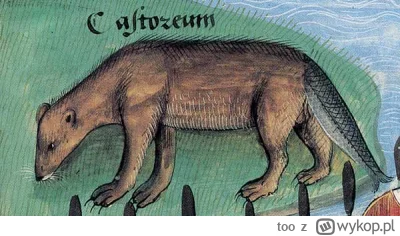 too - W średniowieczu uważano, że ogony bobrów miały w sobie tyle z natury ryb, że mo...