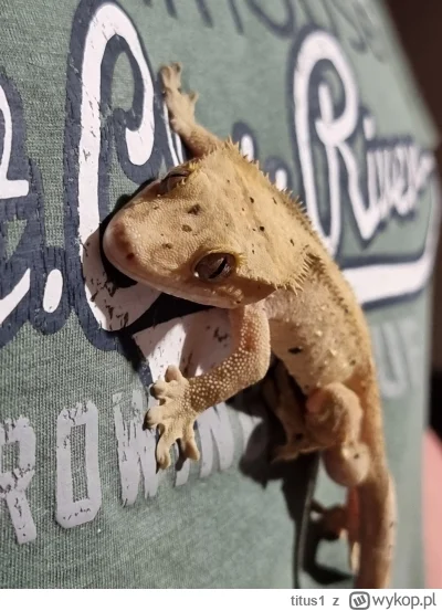 titus1 - Smoki mi się w domu zagnieździły. #gekony