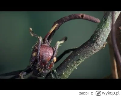 zabbii - Przypomniał mi się film przyrodniczy BBC o maczużnikach (╭☞σ ͜ʖσ)╭☞