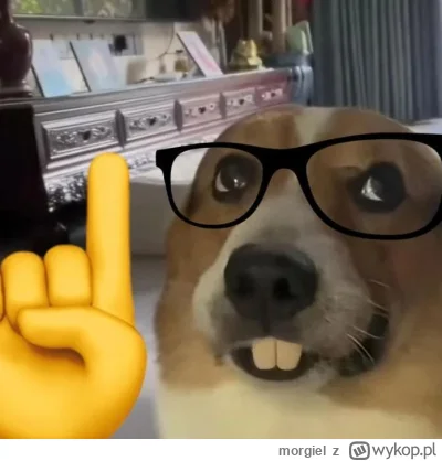 morgiel - @tojestmultikonto: