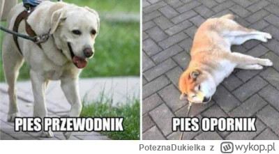 PoteznaDukielka - #heheszki #humorobrazkowy