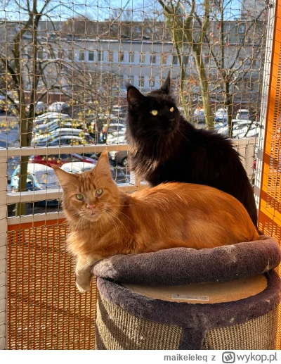 maikeleleq - @Meciek ale piękne umaszczenie, oby wyrósł na dorodnego 10kilogramowego ...