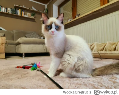 WodkaGrejfrut - ! #codziennyboguslaw #wykopragdollclub #pokazkota

Dziś leniwy wieczó...