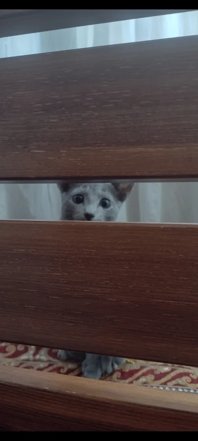 jan-kankan - @klefonafide: średnio