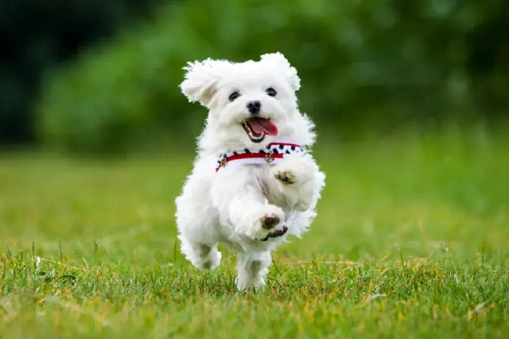 carahiluk - #famemma Maltańczyk biegnący do granicy Polski