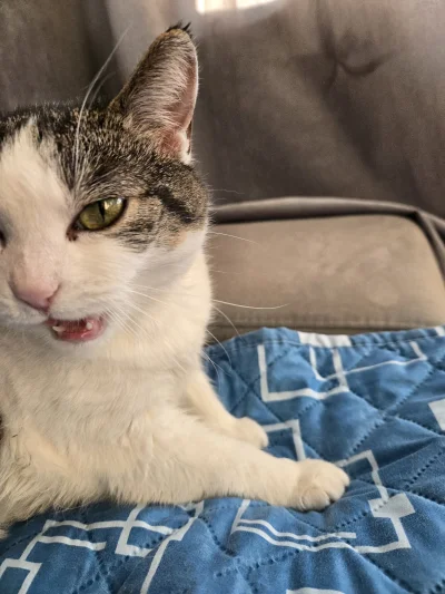 Solsith - (╯°□°）╯︵ ┻━┻