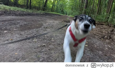 dominowiak - @emptr: @tomasz-real @emptr @wloczykij83   i żeby nie było, ze p------ę ...