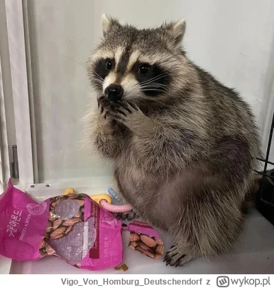 VigoVonHomburg_Deutschendorf - Co on narobił?!
#szopeknadzis