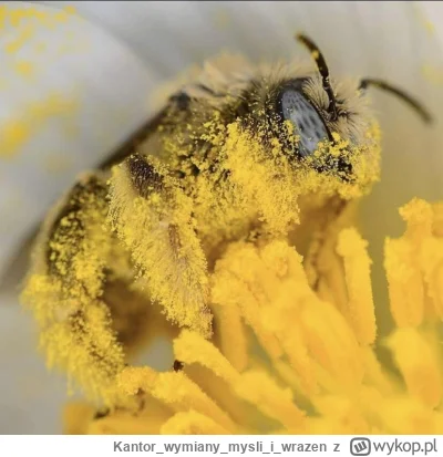 Kantorwymianymysliiwrazen - @wybryk_natury: To ja, zawsze tego nochala muszę wsadzić,...