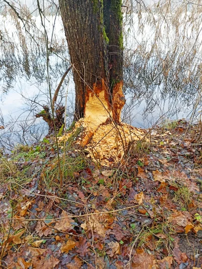 Baczny_Obserwator - Bober
 #przegryw #spierdotrip