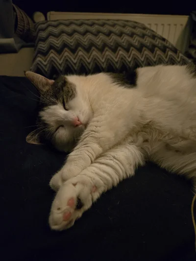 Solsith - #pokazkota  #spaslak dobranoc(｡◕‿‿◕｡)