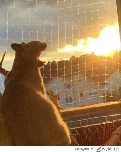 daray89 - #codziennykotopetany #dziwnekotki