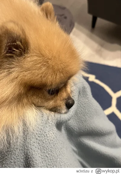 w3n5zu - Mirki plusujcie proszę mojego pimpka. Od wczoraj biegunka z krwią w środku. ...