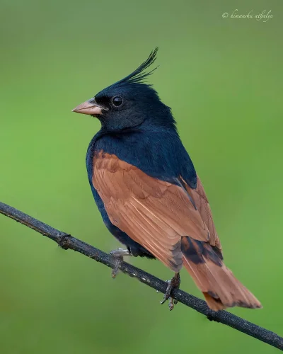 Lifelike - Trznadel rudoskrzydły (Emberiza lathami)
Autor
#photoexplorer #fotografia ...