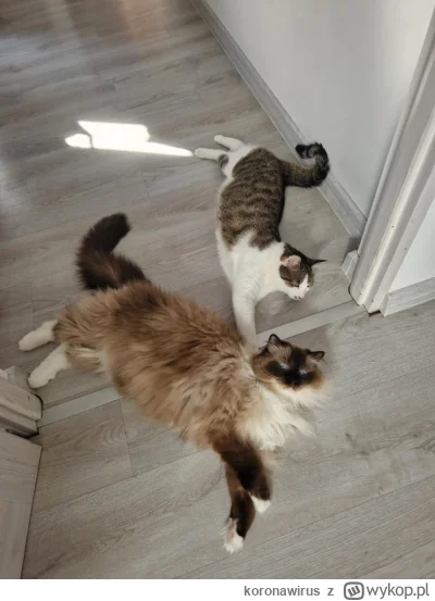koronawirus - leżą se
#pokazkota #smiesznypiesek