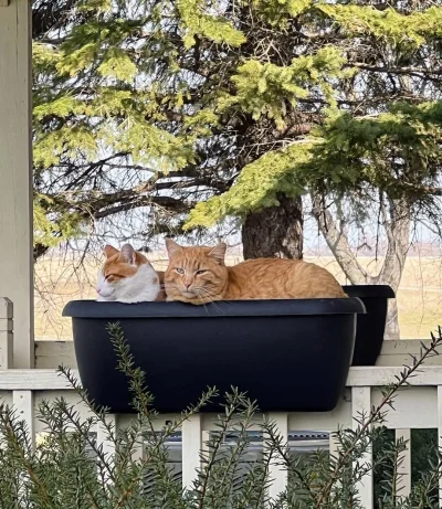 kolorowymonochrom - .@kotkiw_doniczce

#gownowpis #koty