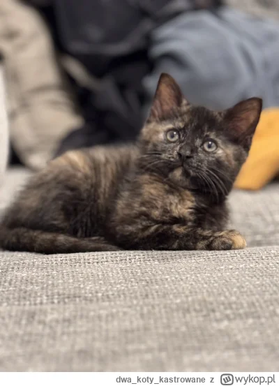 dwakotykastrowane - @dwakotykastrowane