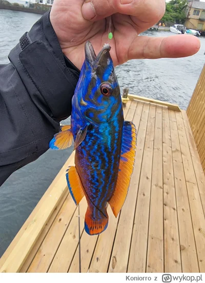 Koniorro - #wedkowanie #ryby #chwalesie moja najładniejsza ryba jaką złowiłem ᕦ(òóˇ)ᕤ