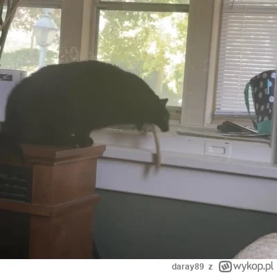 daray89 - #codziennykotopetany #dziwnekotki