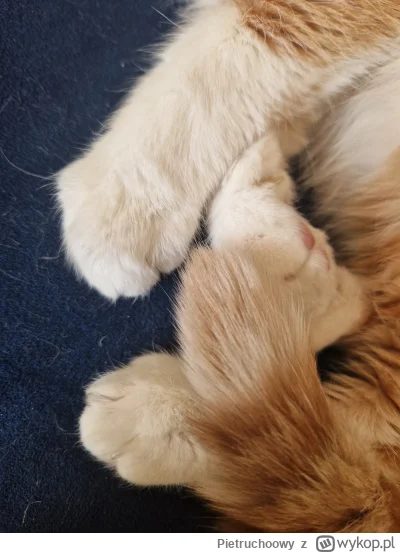 Pietruchoowy - @Pietruchoowy puffenki