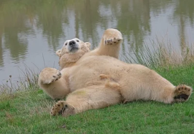 dodi-lukebakio - #f1 #codziennyolliebearman 

Rawe ceek!