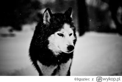 69guziec - POLAK