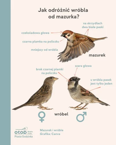 Lifelike - #graphsandmaps #nauka #biologia #ornitologia #ptaki #infografika