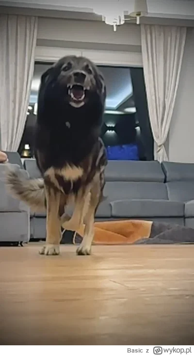 Basic - Wpuściłem bydlaka do domu bo pada deszcz i mi zrobił przemeblowanie 

#pokazp...