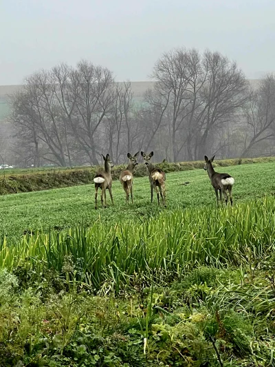 kolorowy_monochrom - #spierdotrip