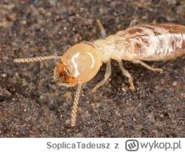 SoplicaTadeusz - @EmDeCe Termit. To nawet nie jest on