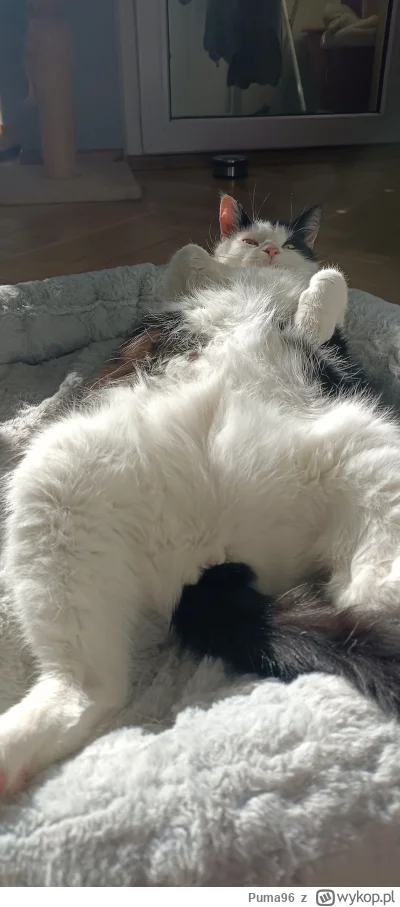 Puma96 - @vulcanitu: