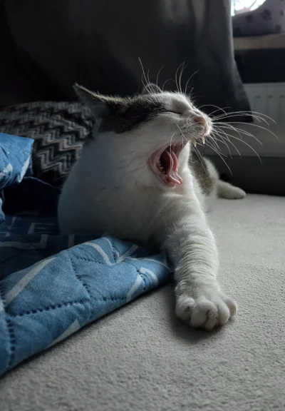 Solsith - #pokazkota #spaslak było spanko po obiadku( ͡° ͜ʖ ͡°)