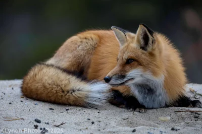 Zarathax - #lisek #zwierzaczki