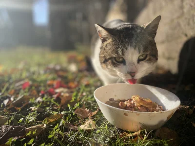 AMBIWALENTNYPSIUR - Śmieciowy kitku zawitał dzisiaj. Jakiś zmarnowany przez mrozy tro...