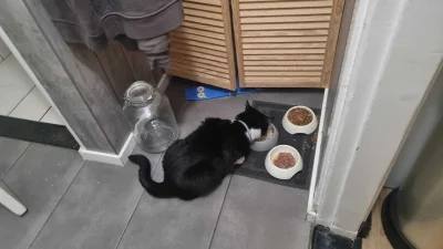 Lujdziarski - #pokazkota #dziarskikacperek O cholera, Mruczek bandyta od anona dostał...