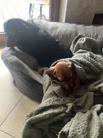 DonJamnik - Jamniki Check