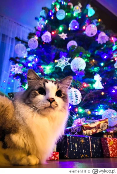 elemenTH - Bombel pilnuje.

#pokazkota #koty