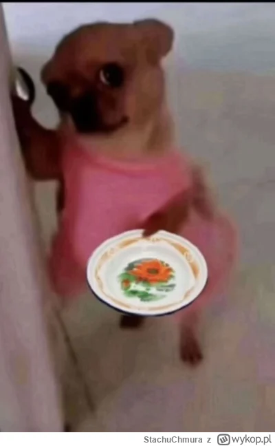 StachuChmura - @Szczurzeinteresy