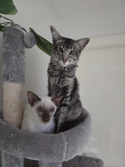 mleko3-2procent - Który ładniejszy?