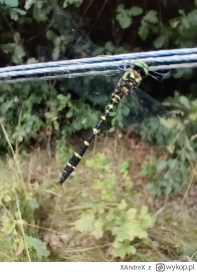 XAndreX - Kończy się wsparcie dla Windows 10, co z komputerami bez tpm 2.0?
Czy dobry...