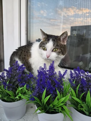 Solsith - @dongio: piątek wieczorem( ͡º ͜ʖ͡º)