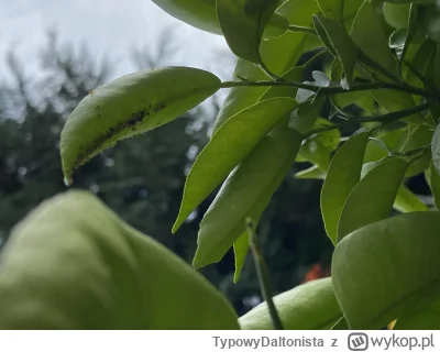 TypowyDaltonista - Mirki na moich mandarynkach osiedliły się mszyce, jednak z powodu,...