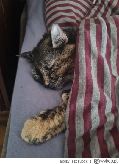 alojzy_szczupak - Czy niedzielne kitku pod kołderką dostanie plusika
#kitku