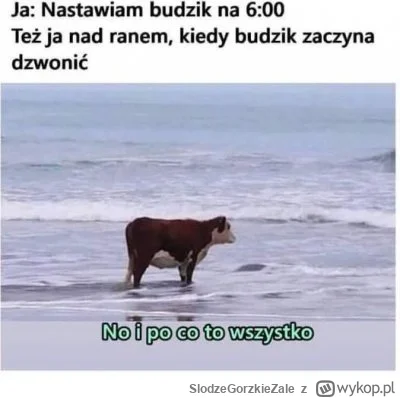 SlodzeGorzkieZale - #humorobrazkowy #memy #dziendobry