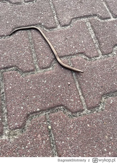 BagniakBlotnisty - #gownowpis #biologia  Ktoś się orientuje co to może być?