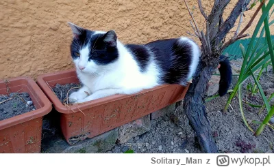 Solitary_Man - Coś rośnie #figielek #koty