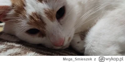 Mega_Smieszek - Jak można nie kochać kotełka? ᶘᵒᴥᵒᶅ

#koty #pokazkota